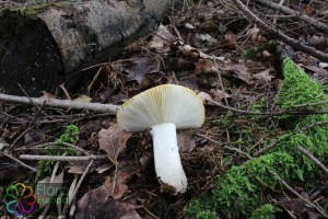 russula aeruginea (2) (1000 x 667).jpg_product_product_product